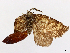  ( - CCDB-39060-C07)  @11 [ ] CreativeCommons - Attribution (2024) CBG Photography Group Centre for Biodiversity Genomics