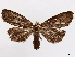  ( - CCDB-39060-C09)  @11 [ ] CreativeCommons - Attribution (2024) CBG Photography Group Centre for Biodiversity Genomics