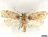  ( - CCDB-39060-D01)  @11 [ ] CreativeCommons - Attribution (2024) CBG Photography Group Centre for Biodiversity Genomics