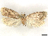  ( - CCDB-39060-D05)  @11 [ ] CreativeCommons - Attribution (2024) CBG Photography Group Centre for Biodiversity Genomics