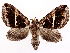  ( - CCDB-39060-E08)  @11 [ ] CreativeCommons - Attribution (2024) CBG Photography Group Centre for Biodiversity Genomics