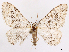 ( - CCDB-39060-G11)  @11 [ ] CreativeCommons - Attribution (2024) CBG Photography Group Centre for Biodiversity Genomics