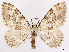  ( - CCDB-39060-G12)  @11 [ ] CreativeCommons - Attribution (2024) CBG Photography Group Centre for Biodiversity Genomics