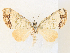  (Episteira nigrilineara - CCDB-45156-A02)  @11 [ ] CreativeCommons - Attribution Share - Alike (2024) CBG Photography Group Centre for Biodiversity Genomics