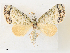  ( - CCDB-45156-A03)  @11 [ ] CreativeCommons - Attribution Share - Alike (2024) CBG Photography Group Centre for Biodiversity Genomics