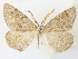  ( - CCDB-45156-C05)  @11 [ ] CreativeCommons - Attribution Share - Alike (2024) CBG Photography Group Centre for Biodiversity Genomics