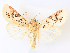  ( - CCDB-45156-D11)  @11 [ ] CreativeCommons - Attribution Share - Alike (2024) CBG Photography Group Centre for Biodiversity Genomics