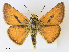  ( - CCDB-45156-F07)  @11 [ ] CreativeCommons - Attribution Share - Alike (2024) CBG Photography Group Centre for Biodiversity Genomics