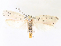  ( - CCDB-45156-H09)  @11 [ ] CreativeCommons - Attribution Share - Alike (2024) CBG Photography Group Centre for Biodiversity Genomics