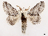  ( - CCDB-45162-A01)  @11 [ ] CreativeCommons - Attribution (2024) CBG Photography Group Centre for Biodiversity Genomics