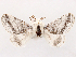  ( - CCDB-45162-A06)  @11 [ ] CreativeCommons - Attribution (2024) CBG Photography Group Centre for Biodiversity Genomics