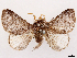 (Macromphalia lojanensis - CCDB-45162-B09)  @11 [ ] CreativeCommons - Attribution (2024) CBG Photography Group Centre for Biodiversity Genomics