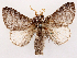  ( - CCDB-45162-B10)  @11 [ ] CreativeCommons - Attribution (2024) CBG Photography Group Centre for Biodiversity Genomics