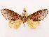  ( - CCDB-45162-C01)  @11 [ ] CreativeCommons - Attribution (2024) CBG Photography Group Centre for Biodiversity Genomics