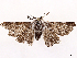  ( - CCDB-45162-D04)  @11 [ ] CreativeCommons - Attribution (2024) CBG Photography Group Centre for Biodiversity Genomics