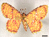  ( - CCDB-45162-D08)  @11 [ ] CreativeCommons - Attribution (2024) CBG Photography Group Centre for Biodiversity Genomics