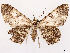  ( - CCDB-45162-E05)  @11 [ ] CreativeCommons - Attribution (2024) CBG Photography Group Centre for Biodiversity Genomics