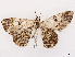  (Cleora inoffensa - CCDB-45162-E06)  @11 [ ] CreativeCommons - Attribution (2024) CBG Photography Group Centre for Biodiversity Genomics