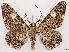  (Cleora pupillata - CCDB-45162-E09)  @11 [ ] CreativeCommons - Attribution (2024) CBG Photography Group Centre for Biodiversity Genomics