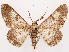  ( - CCDB-45162-F02)  @11 [ ] CreativeCommons - Attribution (2024) CBG Photography Group Centre for Biodiversity Genomics