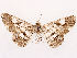  (Cleora contiguata - CCDB-45162-F03)  @11 [ ] CreativeCommons - Attribution (2024) CBG Photography Group Centre for Biodiversity Genomics