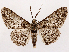 ( - CCDB-45162-F05)  @11 [ ] CreativeCommons - Attribution (2024) CBG Photography Group Centre for Biodiversity Genomics