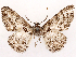  ( - CCDB-45162-F06)  @11 [ ] CreativeCommons - Attribution (2024) CBG Photography Group Centre for Biodiversity Genomics