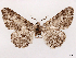  ( - CCDB-45162-F07)  @11 [ ] CreativeCommons - Attribution (2024) CBG Photography Group Centre for Biodiversity Genomics