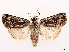  ( - CCDB-45162-F08)  @11 [ ] CreativeCommons - Attribution (2024) CBG Photography Group Centre for Biodiversity Genomics