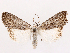  ( - CCDB-45162-F09)  @11 [ ] CreativeCommons - Attribution (2024) CBG Photography Group Centre for Biodiversity Genomics