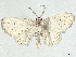  (Lobocleta oretilia - CCDB-45163-H10)  @11 [ ] CreativeCommons - Attribution (2024) CBG Photography Group Centre for Biodiversity Genomics