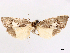  ( - CCDB-45164-C01)  @11 [ ] CreativeCommons - Attribution (2024) CBG Photography Group Centre for Biodiversity Genomics