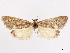  ( - CCDB-45164-C02)  @11 [ ] CreativeCommons - Attribution (2024) CBG Photography Group Centre for Biodiversity Genomics