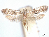  ( - CCDB-45165-C01)  @11 [ ] CreativeCommons - Attribution (2024) CBG Photography Group Centre for Biodiversity Genomics