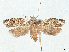  (Dactylethra - CCDB-45165-C04)  @11 [ ] CreativeCommons - Attribution (2024) CBG Photography Group Centre for Biodiversity Genomics