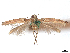  ( - CCDB-45165-F02)  @11 [ ] CreativeCommons - Attribution (2024) CBG Photography Group Centre for Biodiversity Genomics