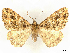  ( - CCDB-45165-F12)  @11 [ ] CreativeCommons - Attribution (2024) CBG Photography Group Centre for Biodiversity Genomics
