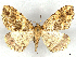  ( - CCDB-45165-G01)  @11 [ ] CreativeCommons - Attribution (2024) CBG Photography Group Centre for Biodiversity Genomics