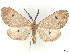  ( - CCDB-45165-H07)  @11 [ ] CreativeCommons - Attribution (2024) CBG Photography Group Centre for Biodiversity Genomics