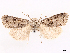  ( - CCDB-45171-D09)  @11 [ ] CreativeCommons - Attribution (2024) CBG Photography Group Centre for Biodiversity Genomics