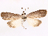  ( - CCDB-45171-D11)  @11 [ ] CreativeCommons - Attribution (2024) CBG Photography Group Centre for Biodiversity Genomics