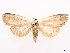 (Herminodes insula - CCDB-45171-E01)  @11 [ ] CreativeCommons - Attribution (2024) CBG Photography Group Centre for Biodiversity Genomics