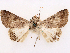  ( - CCDB-45171-E06)  @11 [ ] CreativeCommons - Attribution (2024) CBG Photography Group Centre for Biodiversity Genomics