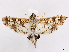  ( - CCDB-45171-G01)  @11 [ ] CreativeCommons - Attribution (2024) CBG Photography Group Centre for Biodiversity Genomics