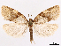  (Clepsis chishimana - CCDB-45171-H05)  @11 [ ] CreativeCommons - Attribution (2024) CBG Photography Group Centre for Biodiversity Genomics