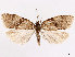  ( - CCDB-45171-H06)  @11 [ ] CreativeCommons - Attribution (2024) CBG Photography Group Centre for Biodiversity Genomics