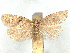  (Clepsis monticolana - CCDB-45172-A12)  @11 [ ] CreativeCommons - Attribution (2024) CBG Photography Group Centre for Biodiversity Genomics
