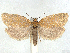  (Clepsis unicolorana - CCDB-45172-C10)  @11 [ ] CreativeCommons - Attribution (2024) CBG Photography Group Centre for Biodiversity Genomics
