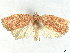  ( - CCDB-45172-D07)  @11 [ ] CreativeCommons - Attribution (2024) CBG Photography Group Centre for Biodiversity Genomics
