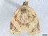  ( - CCDB-45172-D08)  @11 [ ] CreativeCommons - Attribution (2024) CBG Photography Group Centre for Biodiversity Genomics